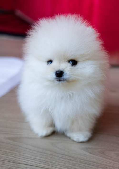White Pomeranian puppy